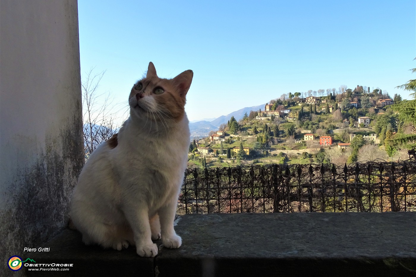 51 Micio in attesa di cibo con vista sul Monte Bastia.JPG